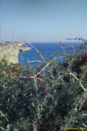 Image of plant Asparagus albus