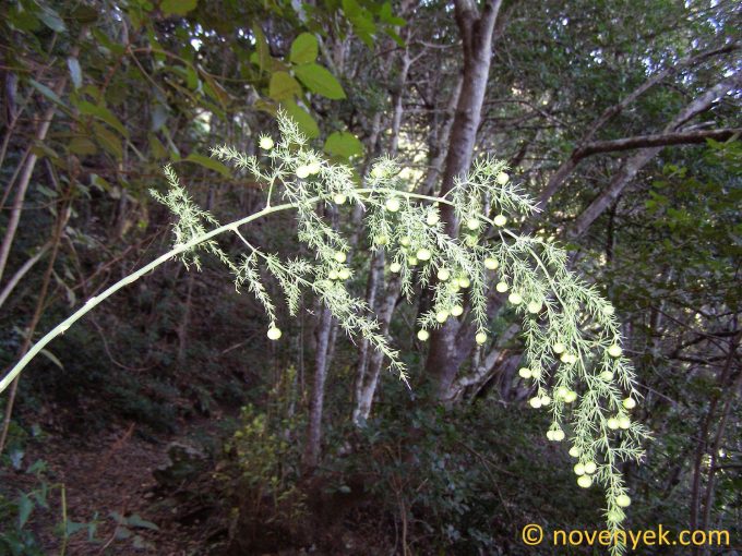 Image of plant Asparagus fallax