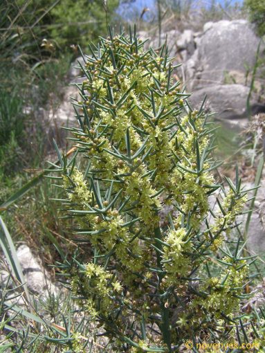 Image of plant Asparagus horridus