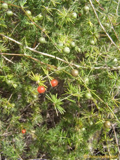 Image of plant Asparagus pastorianus