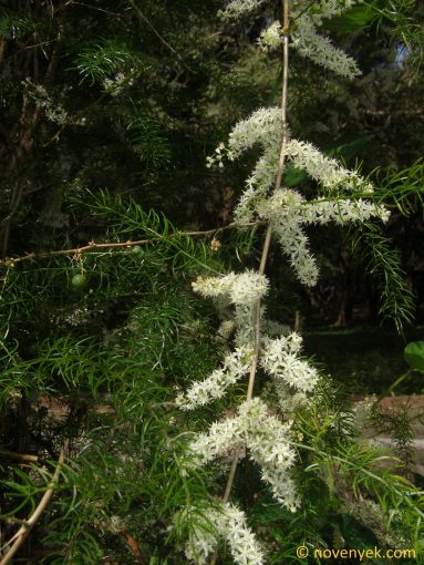 Image of plant Asparagus racemosus
