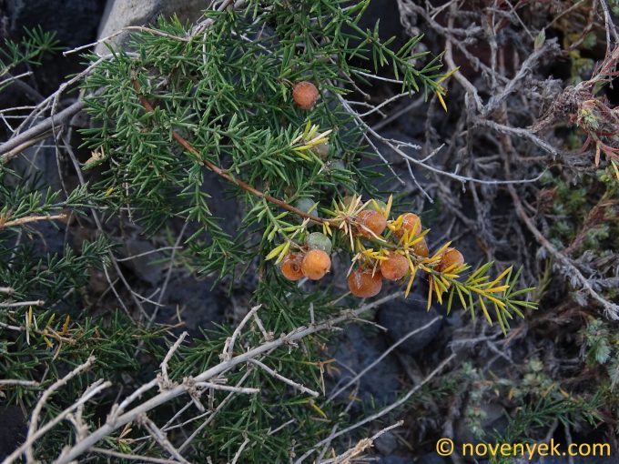 Image of plant Asparagus squarrosus