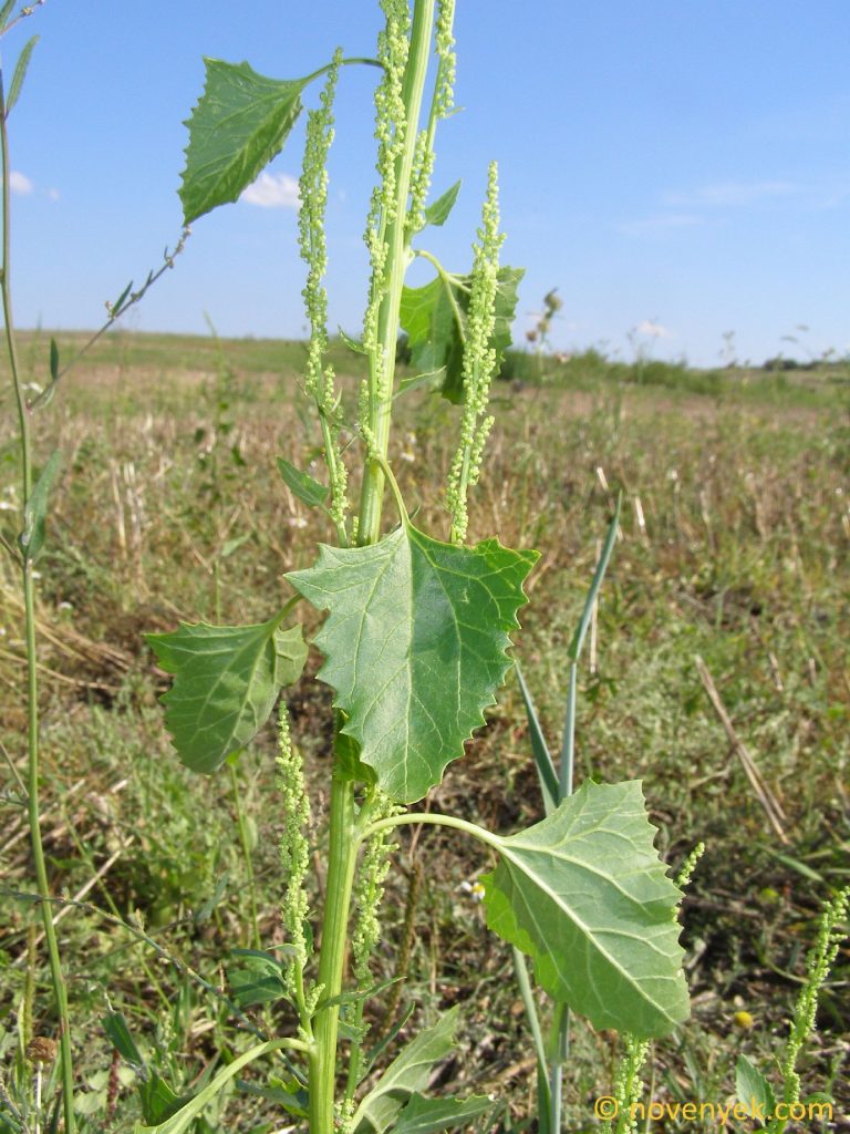 Image Collection Of Wild Vascular Plants Chenopodium Urbicum