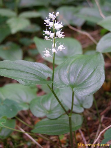 Image of plant Maianthemum bifolium