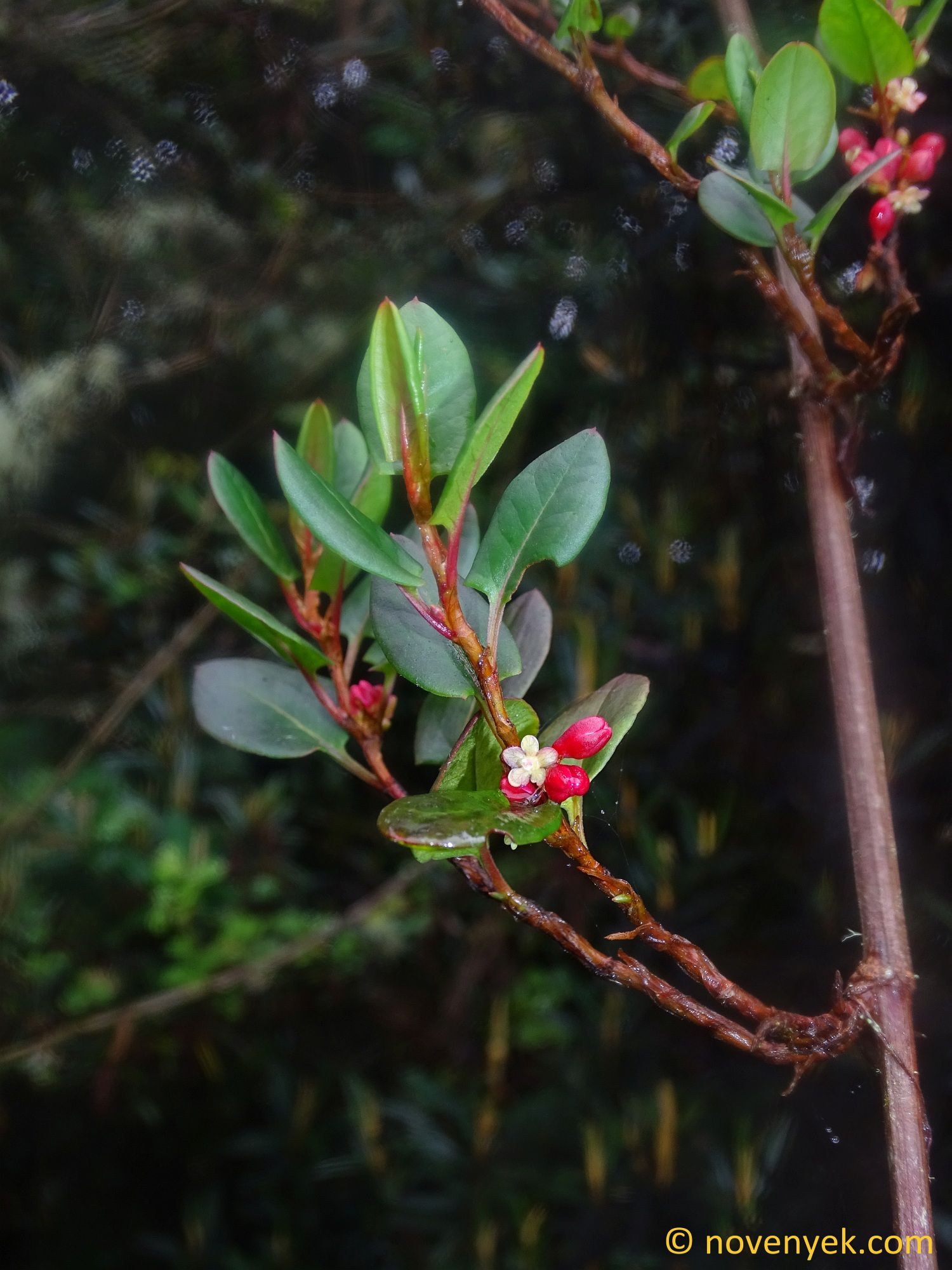 Image Collection Of Wild Vascular Plants Muehlenbeckia Andina