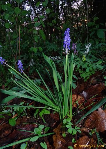Image of plant Muscari botryoides