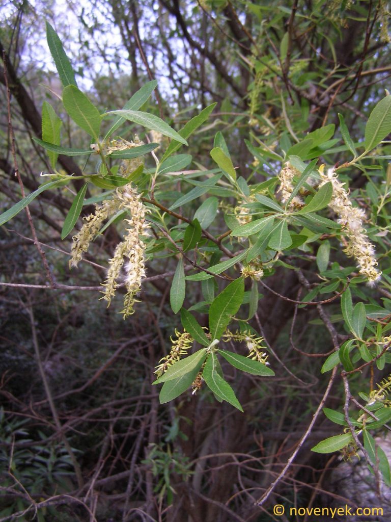 Image Collection Of Wild Vascular Plants Salix Pedicellata