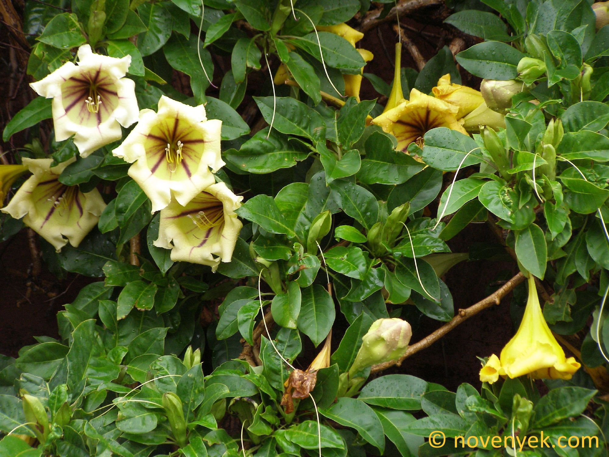 Image Collection Of Wild Vascular Plants Solandra Grandiflora