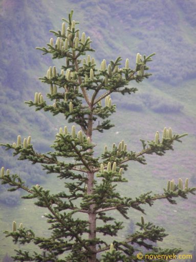 Image of plant Abies alba