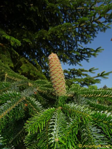 Image of plant Abies fraseri