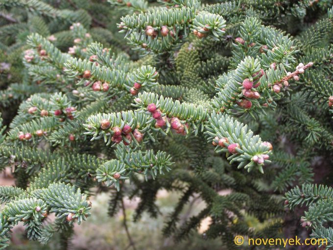 Image of plant Abies pinsapo