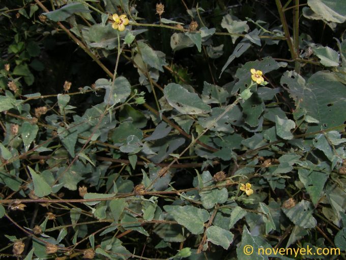 Image of plant Abutilon trisulcatum