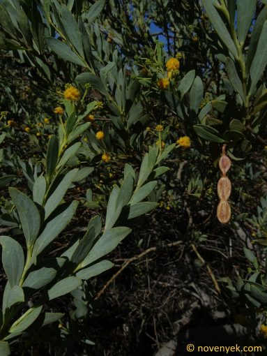 Image of plant Acacia bivenosa