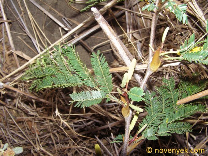 Image of plant Acacia collinsii
