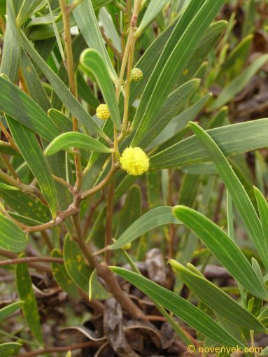 Image of plant Acacia cyclops
