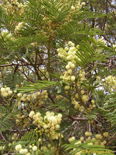 Image of plant Acacia dealbata