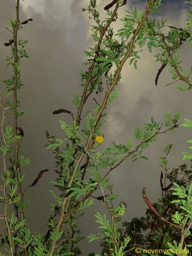 Image of plant Acacia farnesiana