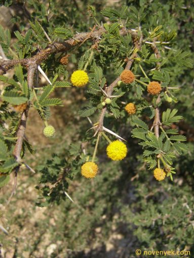 Image of plant Acacia karroo