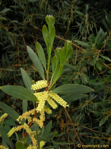 Image of plant Acacia longifolia