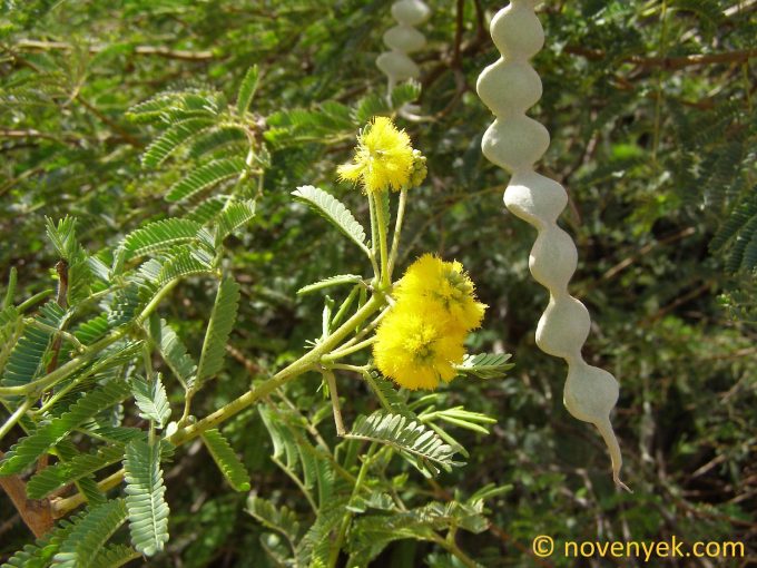 Image of plant Acacia nilotica