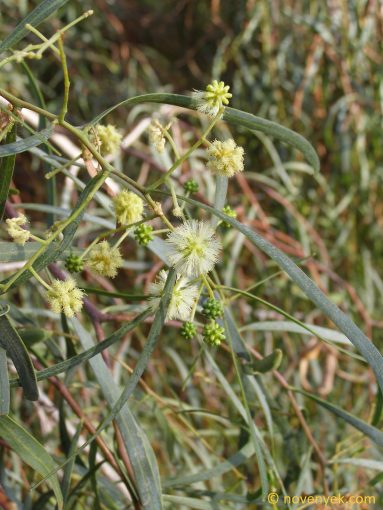 Image of plant Acacia retinodes