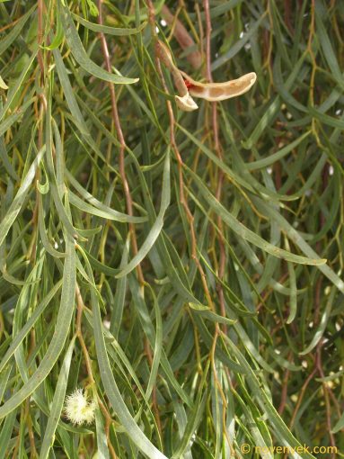 Image of plant Acacia salicina