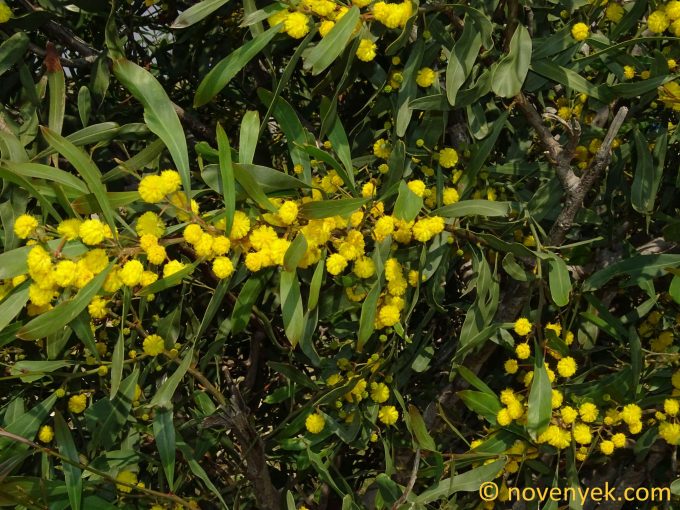 Image of plant Acacia saligna