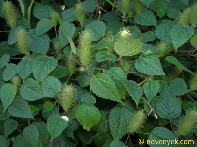 Image of plant Acalypha alopecuroides