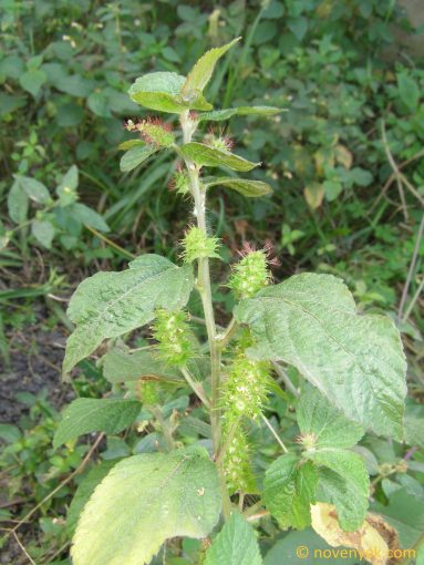 Image of plant Acalypha mairei