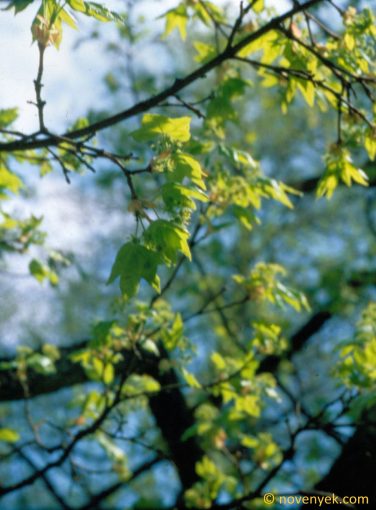 Image of plant Acer acuminatilobum