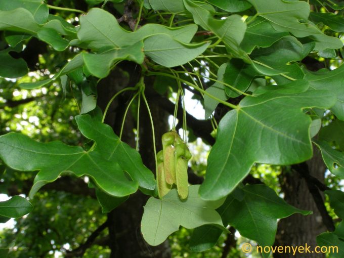 Image of plant Acer monspessulanum