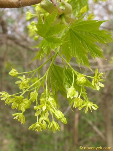Image of plant Acer platanoides