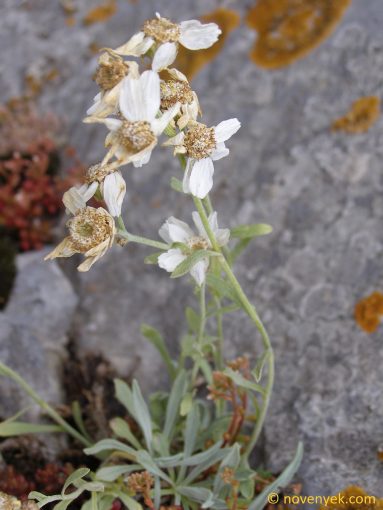 Image of plant Achillea ageratifolia