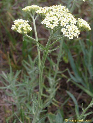 Image of plant Achillea ochroleuca