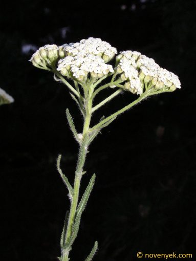 Image of plant Achillea seidlii