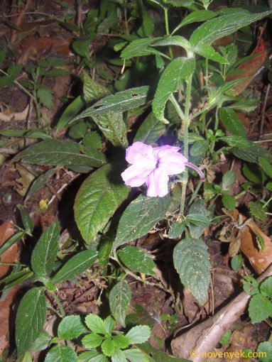 Image of plant Achimenes longiflora