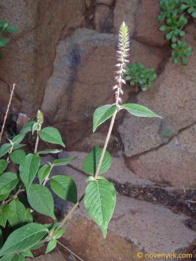 Image of plant Achyranthes aspera