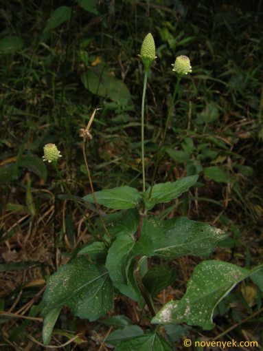 Image of plant Acmella brachyglossa