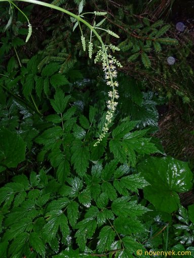 Image of plant Actaea europaea