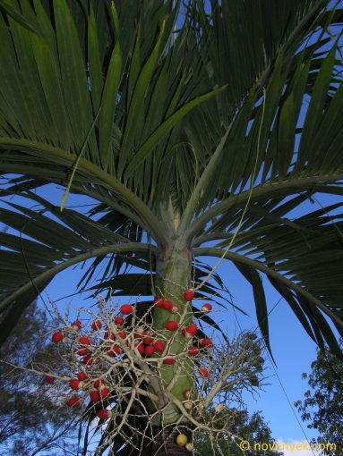 Image of plant Adonidia merrillii
