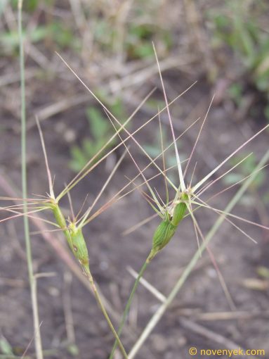 Image of plant Aegilops neglecta