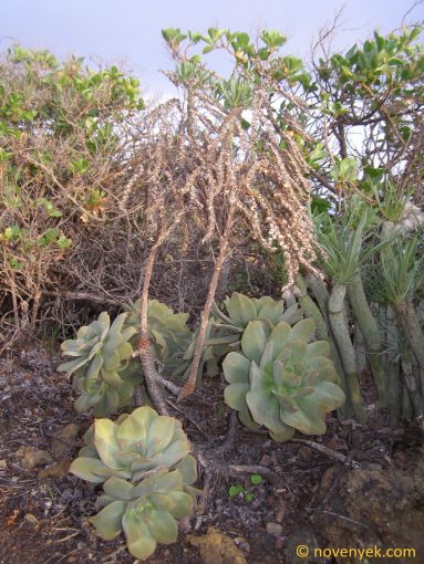 Image of plant Aeonium hierrense