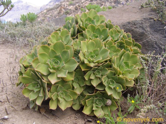 Image of plant Aeonium lancerottense