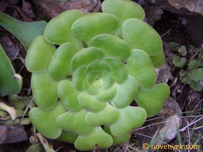 Image of plant Aeonium subplanum