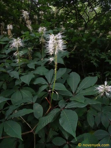 Image of plant Aesculus parviflora