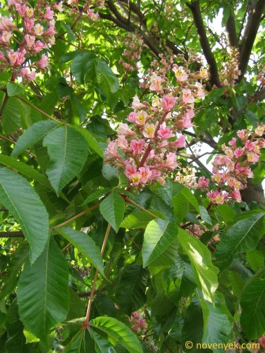 Image of plant Aesculus x carnea