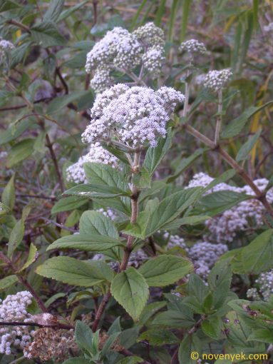 Image of plant Ageratina anisochroma