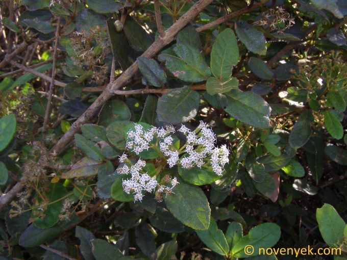 Image of plant Ageratina ligustrina
