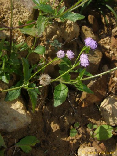 Image of plant Ageratum conyzoides