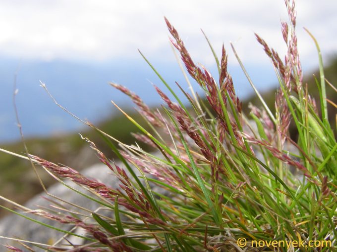 Image of plant Agrostis alpina